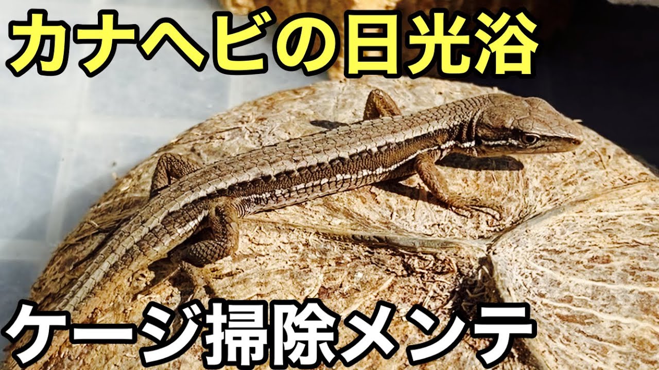 久しぶりの日光浴をするカナヘビ達【爬虫類】ケージの掃除メンテ