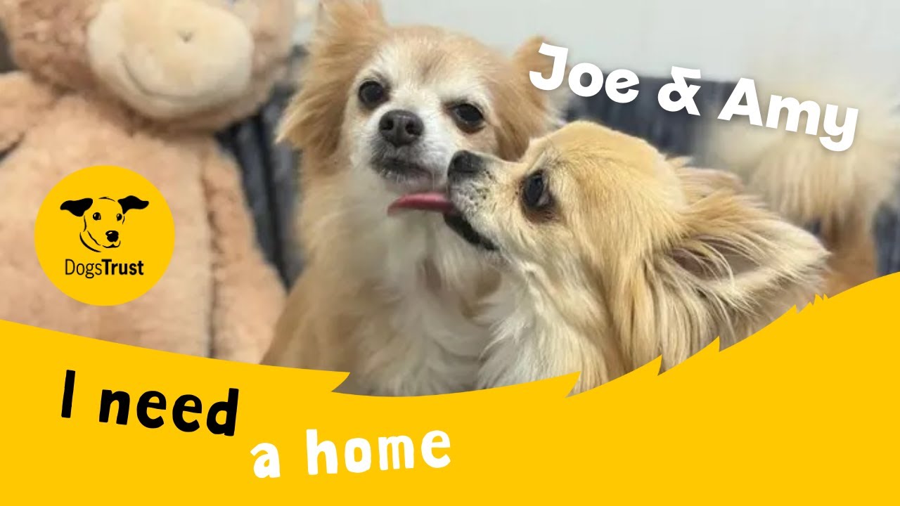Dog profile video