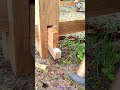 たった一本の木製くさびで家を固定!?釘を使わない伝統工法が凄すぎる⚒️🏠