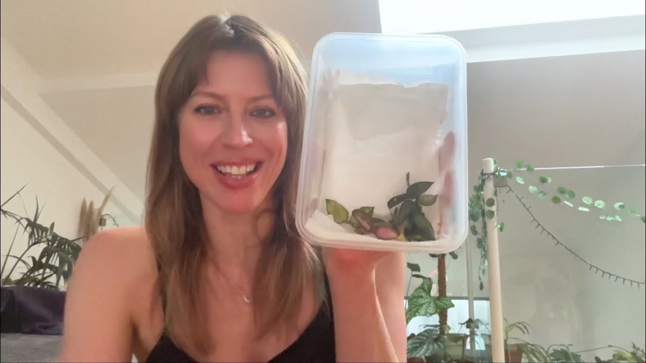 Rare Hoya Plant Haul