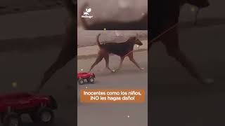 #niño #perros #animales #empatia #amor #educacion #familia