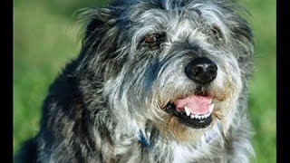 WOOF! DOG BREEDS that start with the Letters "M N & O"! GREAT MUSIC! best viewed on regular screen