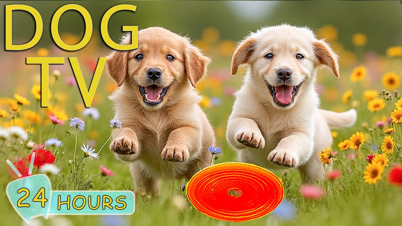 DOG TV: Videos Deeply Entertain & Anti-Anxiety for Dogs While You’re Away Home - Best Music for Dogs