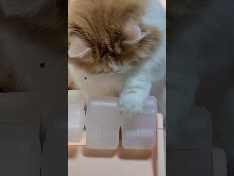 오늘은 미미할머니 것도 챙겨드려야지 #cat #귀여운고양이 #다이소 #다이소장난감 #고양이장난감