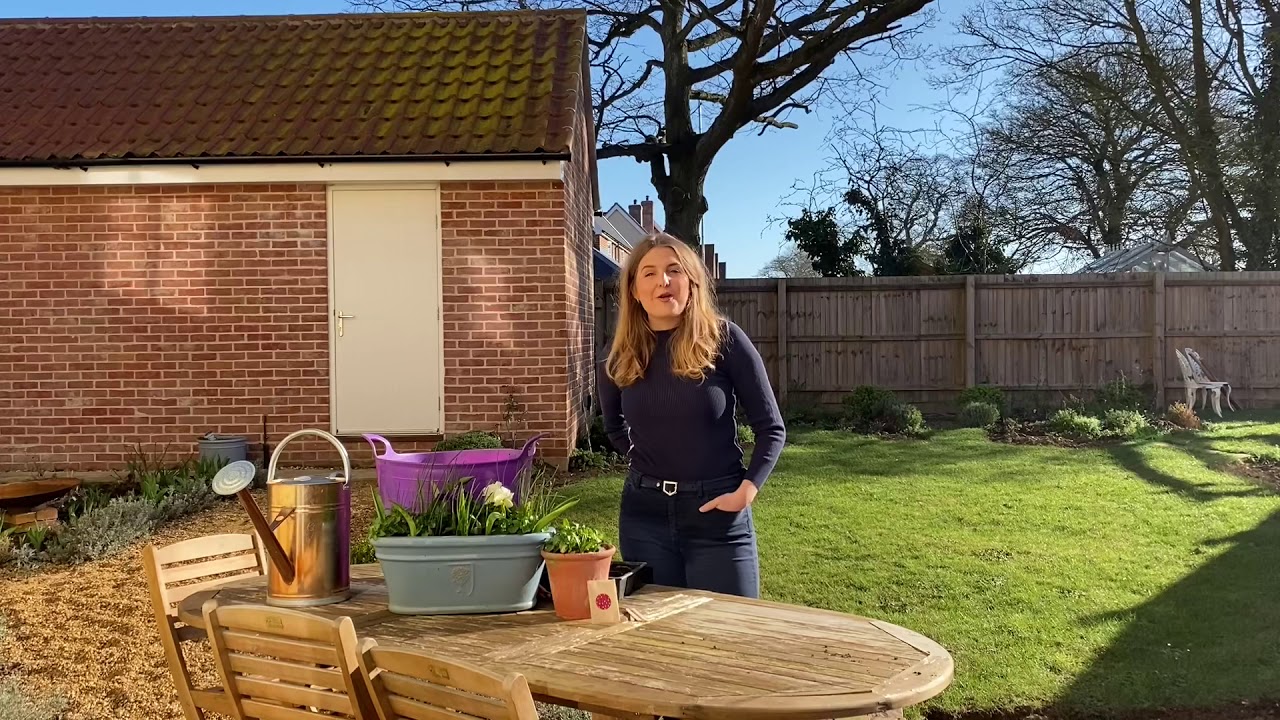 Grow Lobelia from seed