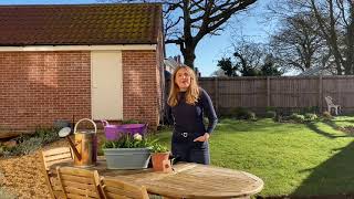 Grow Lobelia From Seed