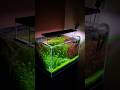 Rs 80,000 aquarium setup 🔥 #aquarium #fishtank #fish #plants #viral #pets #shorts #fyp