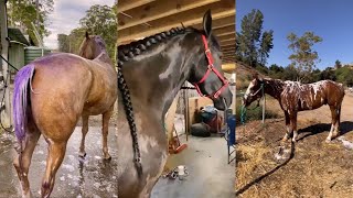 THE MOST SATISFYING EQUESTRIAN TIKTOKS pt 18