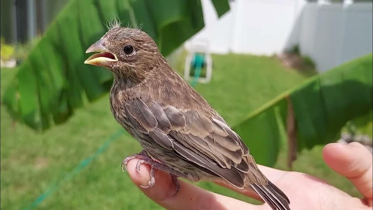 finch fledgling YouTube