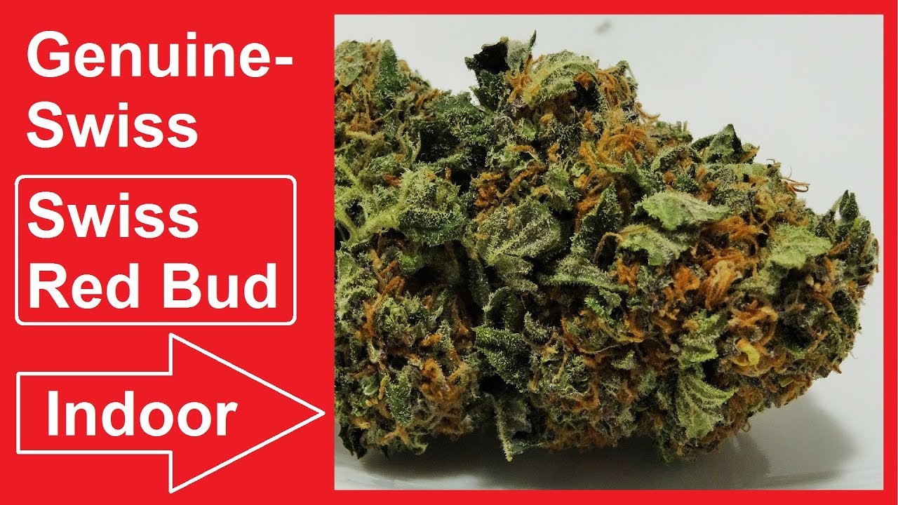 Genuine-Swiss  Swiss Red Bud Indoor CBD Hanf Blüten 