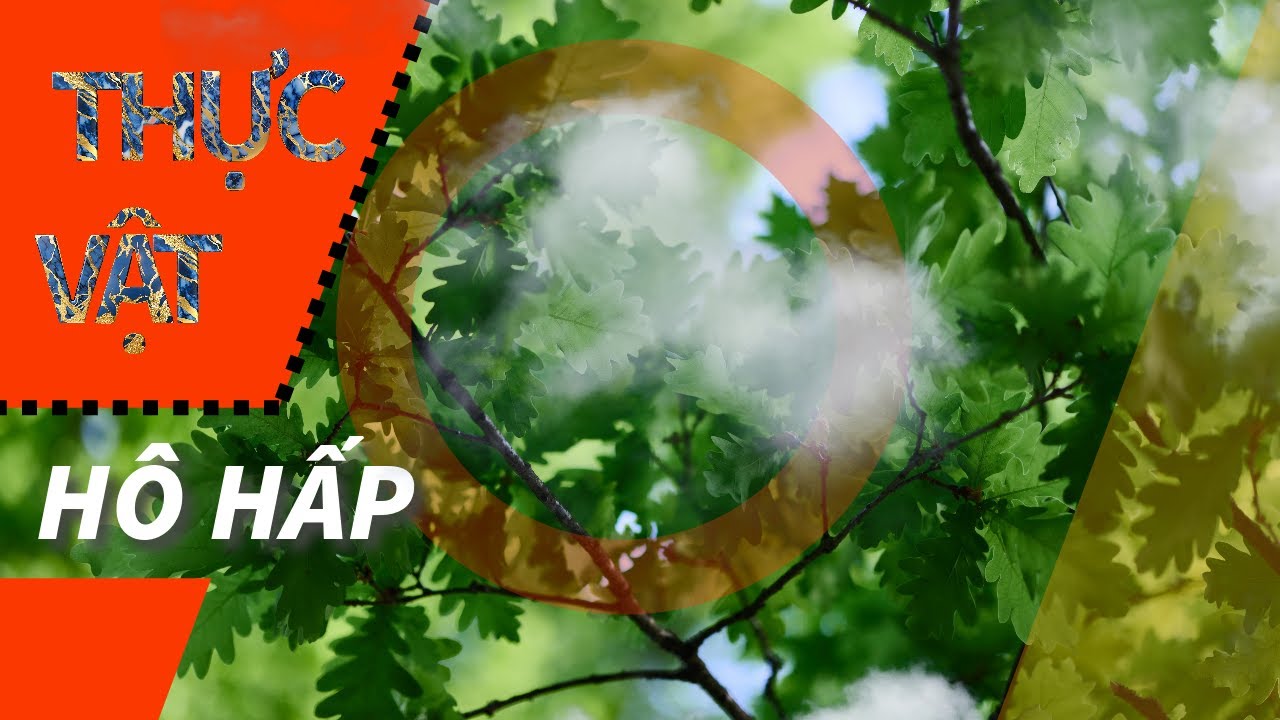 SINH HỌC 10, 11| HÔ HẤP Ở THỰC VẬT bài học thú vị của Trạng