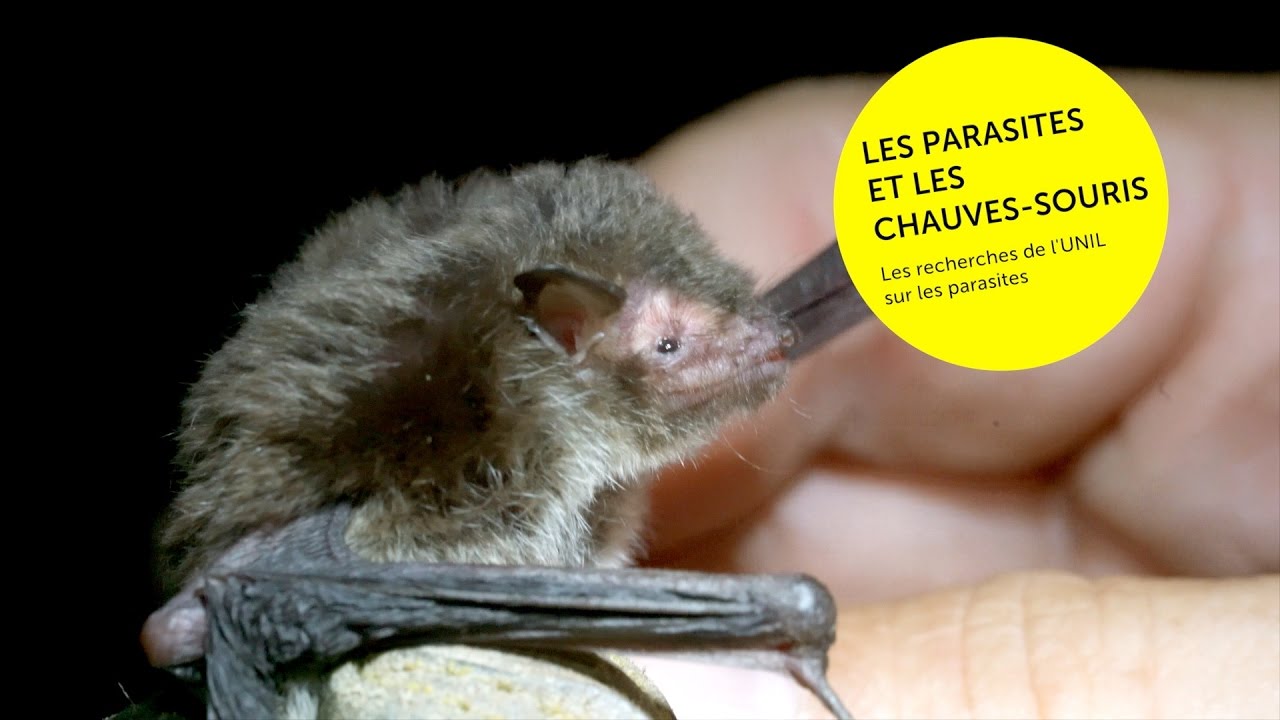 Les parasites et les chauvessouris avec le Prof. Philippe Christe — free download
