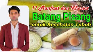 11 Manfaat dan Khasiat Batang Pohon Pisang ( GEDEBOG PISANG ) untuk Kesehatan Tubuh