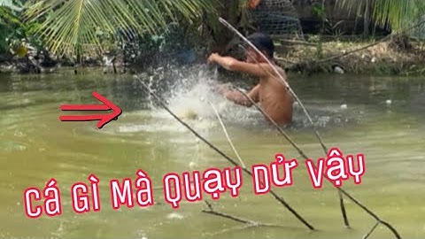 Giăng Lưới Bắt Cá Tra Trong Ao | Dính Cá Thấy Mà Mê  | Vũ Vlog 69