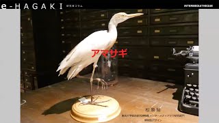 e-HAGAKI 松原始03 アマサギ Hajime Matsubara