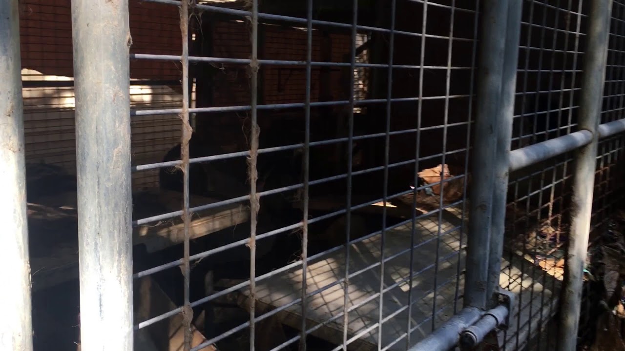 horseshoe bend The SPCA of Texas rescues 147 allegedly cruelly treated animals