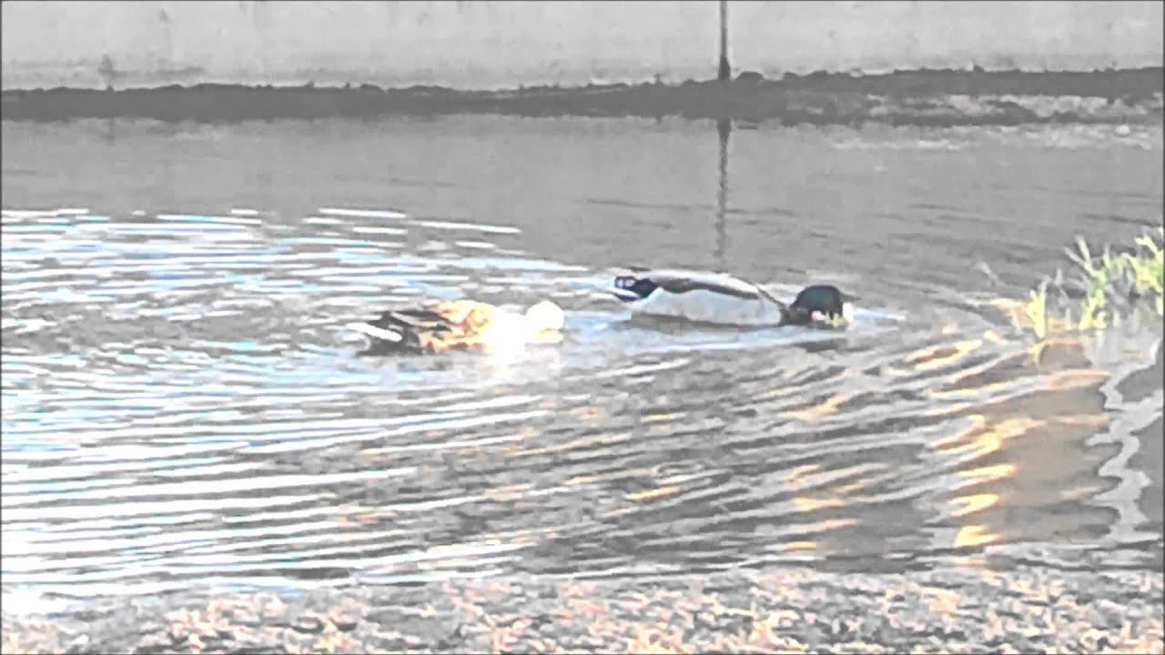 BIO 331 Mallard Duck Behavior