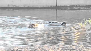 Celebrity BIO 331 Mallard Duck Behavior Net Worth