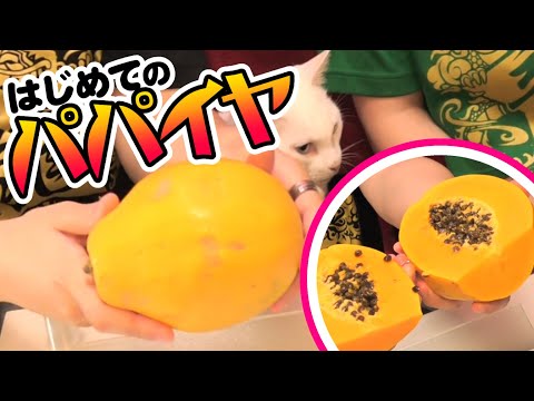 【初体験】パパイヤって生で食べたことある？？？