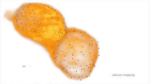 4D reconstruction of cellular calcium transients
