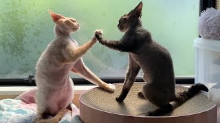 シャワーの後で戯れあいを始めるデボンレックス兄弟が可愛いです(Devon Rex brothers playing together after taking a shower)