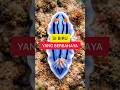 Siput Laut Cantik Ini Ternyata Beracun #siputlaut #nudibranch #chromodorislochi #lautindonesia #fypシ