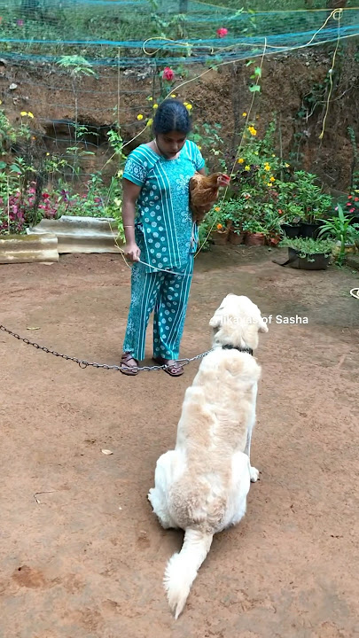 എന്റെ കോഴിനെ പിടിക്കാൻ ഇങ്ങോട്ടു വാ.. നിന്നെ ഞാൻ ശെരിയാക്കും #shorts