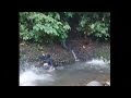 #dangeroussnake #tranding #youtubevideo 
