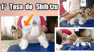 Quando fazer a primeira tosa no Shih Tzu?