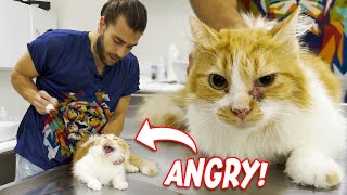 Angry Cat Tries To Stay Calm! ( Relaxing Nervous Cats )