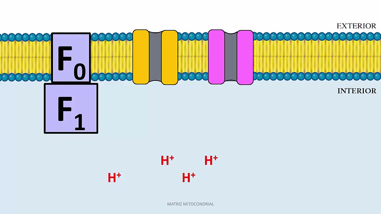 Complejo 5 y Translocasas de la CTE