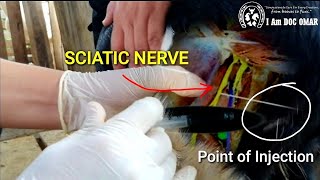 How to Inject Goats the Right Way | IM Injection on Hindlegs 🐐