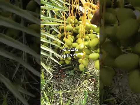 Dry Dates Dry Dates With Milk Dry Dates Powder Dry Dates Recipes Inam Dhakki