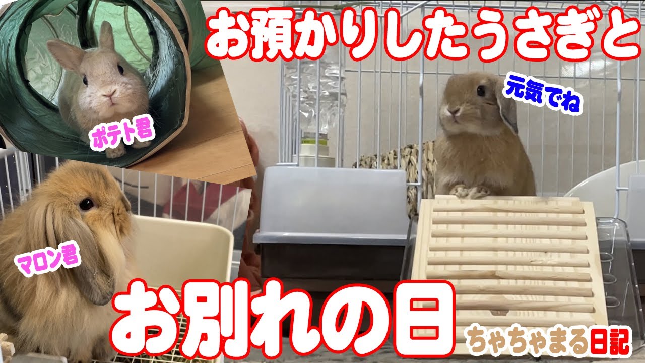お預かりしたうさぎちゃんとお別れの日 68 ちゃちゃまる日記 Youtube
