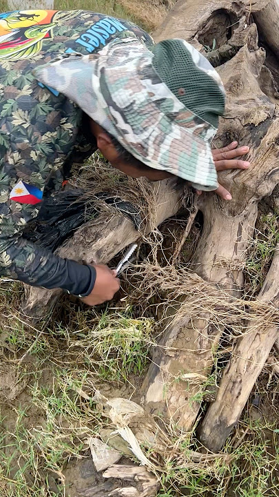 Download lagu The fang is released.