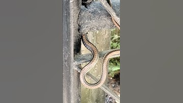 Amazing Snake 😱😱 l Beautiful Snake l #shortsfeed