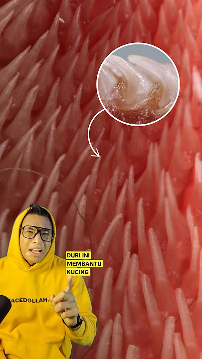 Download lagu Mengapa Kucing Mempunyai Duri di Lidah Mereka? 🐈