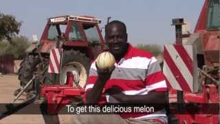 Growing Perfect Melons in Senegal