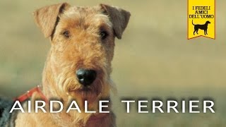 AIREDALE TERRIER Trailer