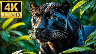 Spectacle Majestic Africa’s 4K - Dicovery Nature Beautiful Wildlife Film with Relax Piano Music