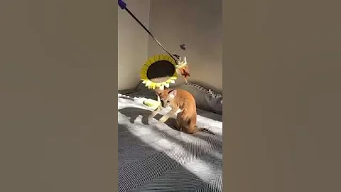 Video 6514621: oriental kitty, lovely oriental kittens, oriental cats