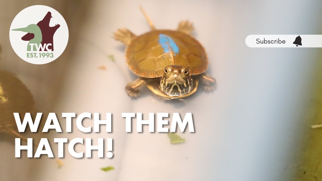 Baby turtles hatching at Toronto Wildlife Centre