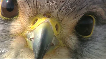 Kestrel | HD Documentary