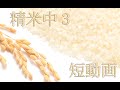 ２０２０年８月２１日金曜日＿当店一番人気＿九州熊本県産ひのひかり＿精米短動画 #shortmovie