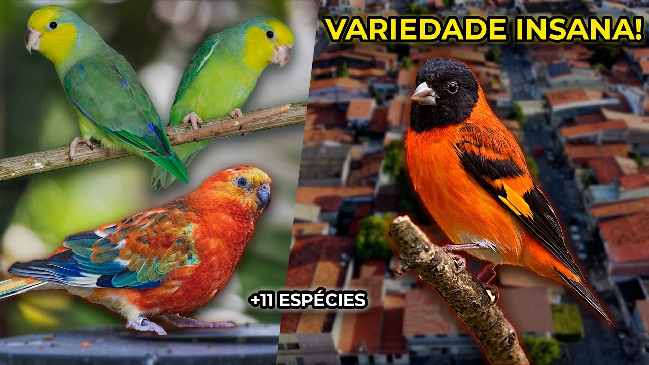 VOCÊ NÃO VAI ACREDITAR na quantidade de aves que esse criador tem! - Chocmaster Visita
