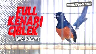 Murai Batu Gacor |  tembakan Ciblek Kenari Panjang | White-rumped shama Mastering