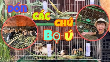 Đón các chú bọ ú | chuột lang mới về nuôi | Thịnh môi mép TV