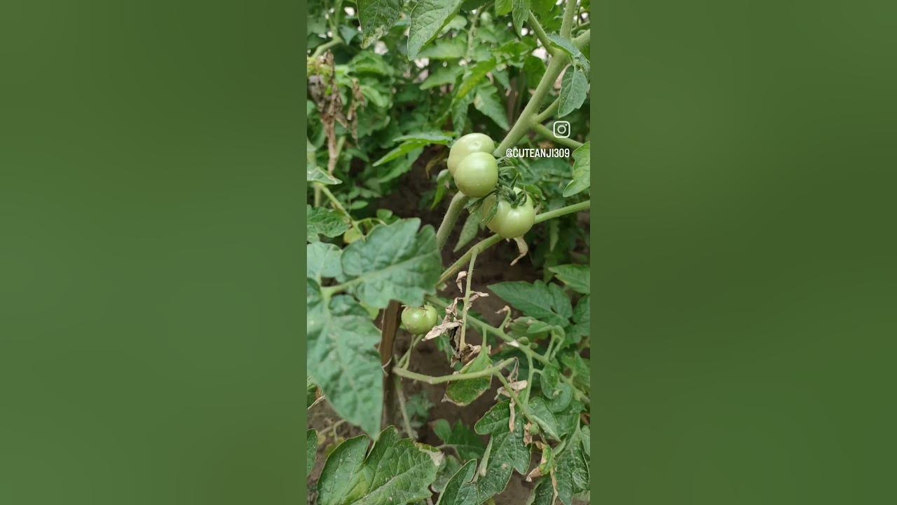 The smell of the tomato plant. The taste of a fresh tomato. tommato 