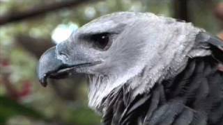 Harpy Eagles