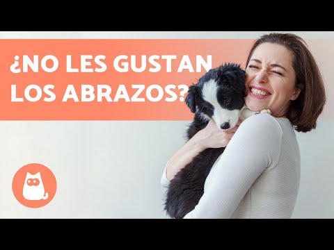 Video: El deseo de morir de la mujer fue un golpe de cumpleaños para su perro